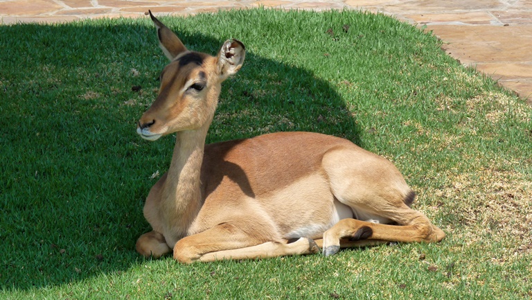 Impala